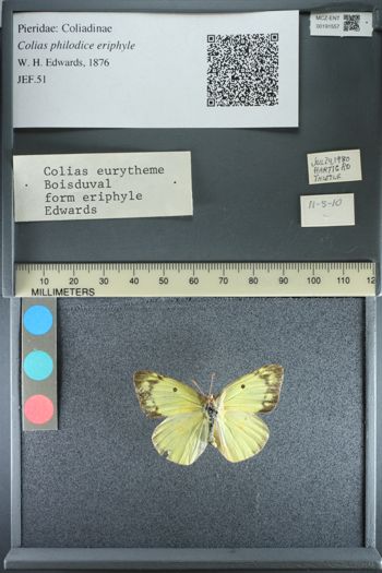 Media type: image;   Entomology 191557